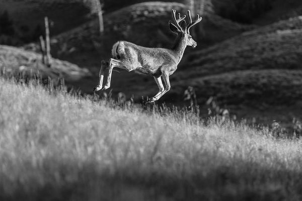 The Yellowstone Collection 작가의 White-tailed Deer in Velvet, Yellowstone National Park 작품