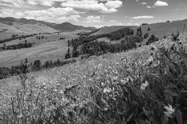 The Yellowstone Collection 작가의 Wildflowers in Lamar Valley, Yellowstone National Park 작품