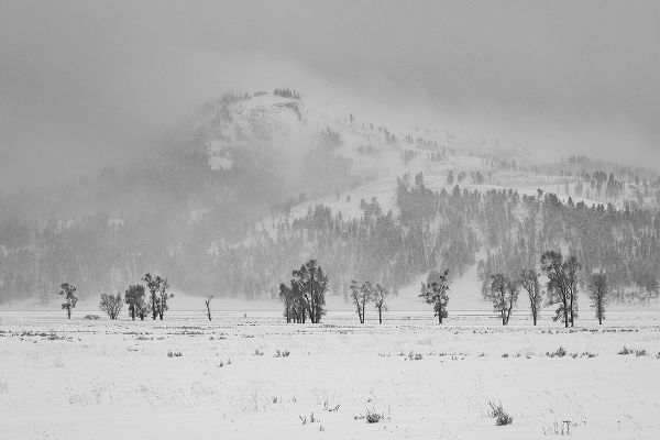 The Yellowstone Collection 작가의 Winter Day in Lamar Valley, Yellowstone National Park 작품