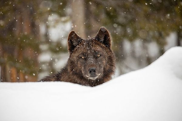 The Yellowstone Collection 작가의 Wolf in Snow, Yellowstone National Park 작품