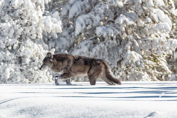 The Yellowstone Collection 작가의 Wolf Moving through Fresh Snow, Yellowstone National Park 작품