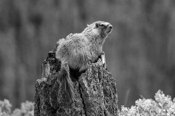 The Yellowstone Collection 작가의 Yellow-bellied Marmot along the Osprey Falls Trail, Yellowstone National Park 작품