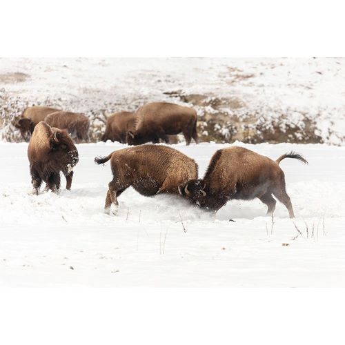 Frank, Jacob W. 작가의 Young Bison Spar along the Firehole River, Yellowstone National Park 작품