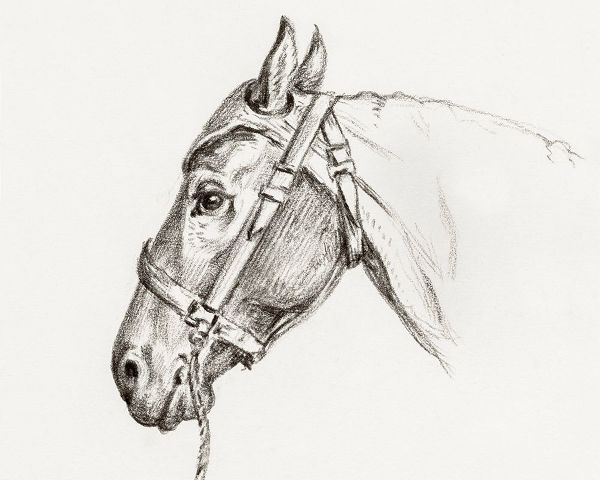 Bernard, Jean 아티스트의 Head of a Horse I 1819작품입니다.