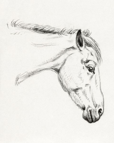 Bernard, Jean 아티스트의 Head of a Horse II 1819작품입니다.