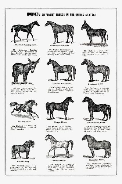 Vintage Drawings 아티스트의 Vintage Horse Drawings작품입니다.