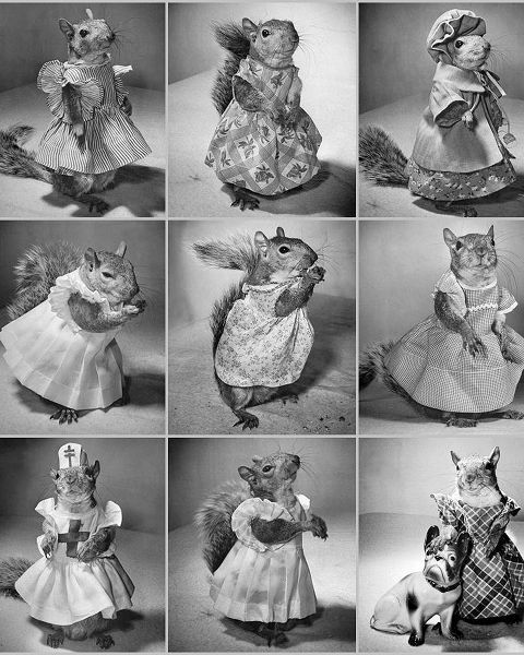 Vintage Photography 아티스트의 Tommy Tucker the Pet Squirrel 1944작품입니다.