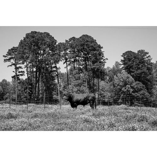Highsmith, Carol 아티스트의 A Bull in Rural Alabama작품입니다.
