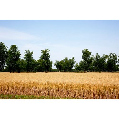 Highsmith, Carol 아티스트의 A Wheat Field in Atmore Alabama작품입니다.