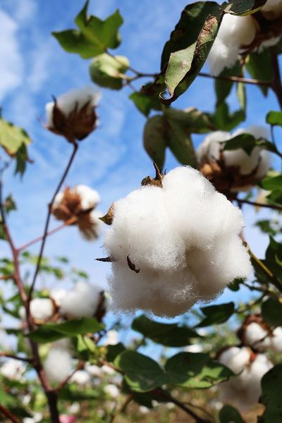 Alabama Picture Archive 아티스트의 Cotton Harvest in Autaugaville-Alabama작품입니다.
