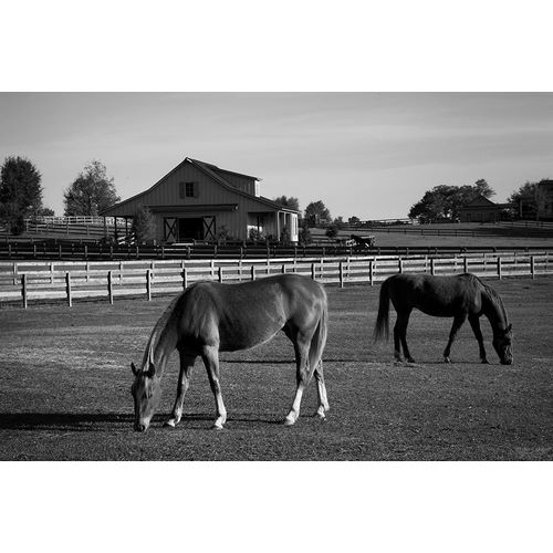 Highsmith, Carol 아티스트의 Horses at a Ranch in Rural Alabama작품입니다.