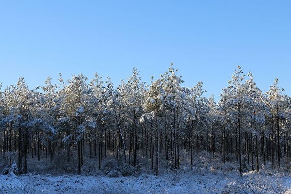 Alabama Picture Archive 아티스트의 Treeline in Snow with Blue Sky-Alabama작품입니다.