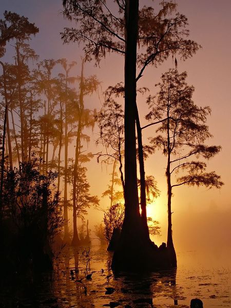 Georgia Picture Archive 아티스트의 Okefenokee Swamp Sunset-Georgia작품입니다.