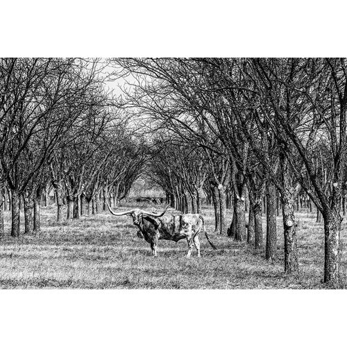 Highsmith, Carol 아티스트의 A Longhorn Steer in Kinney County-Texas작품입니다.