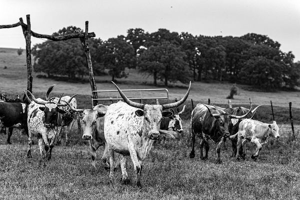 Texas Picture Archive 아티스트의 Lonesome Pine Ranch Austin County Texas작품입니다.
