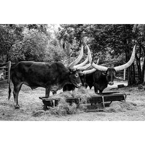 Highsmith, Carol 아티스트의 Longhorn Cattle on Abilene State Historical Park-Texas작품입니다.