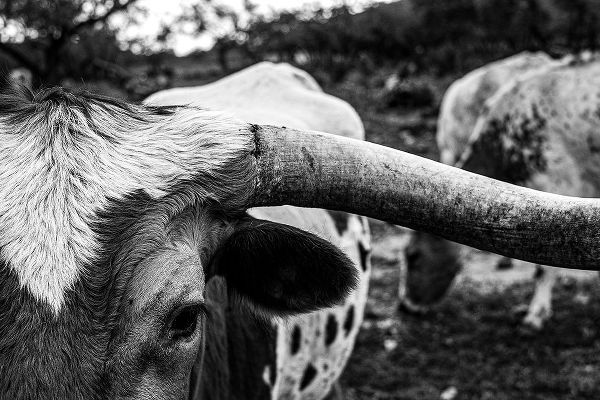 Texas Picture Archive 아티스트의 Longhorn Cows-Texas작품입니다.