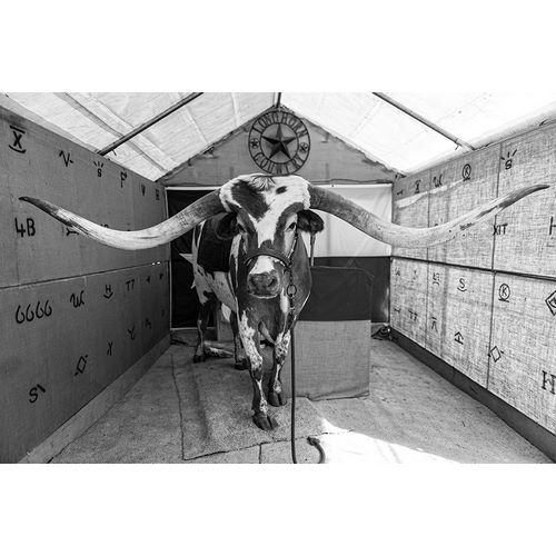 Highsmith, Carol 아티스트의 Longhorn Steer at the Zapata County Fair in Texas작품입니다.
