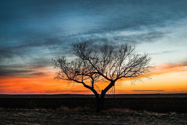 Highsmith, Carol 아티스트의 Sunset Scene in rural Tom Green County-Texas작품입니다.