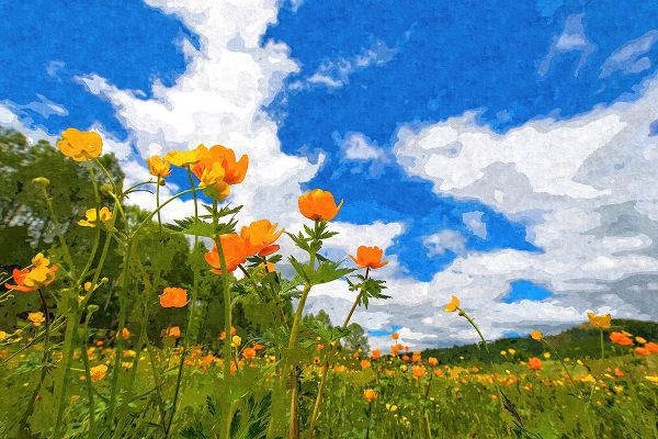 Alpenglow Workshop 아티스트의 California Poppies under Blue Skies작품입니다.