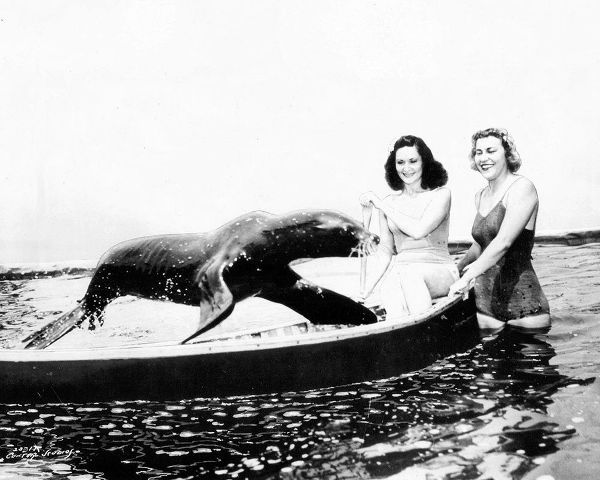 Vintage Hollywood Archive 아티스트의 Sharkey the Seal, 1941작품입니다.