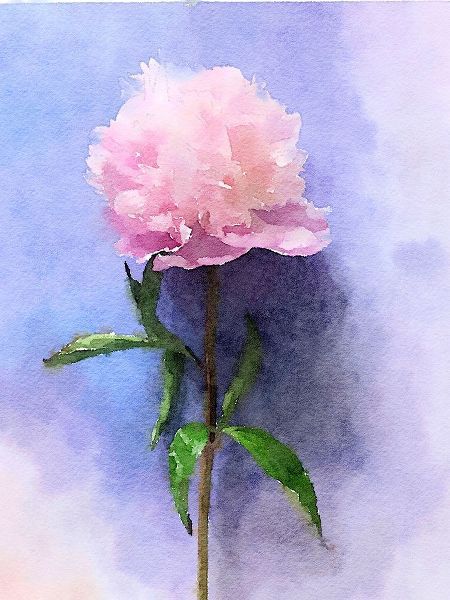 Pink Watercolor Peony II