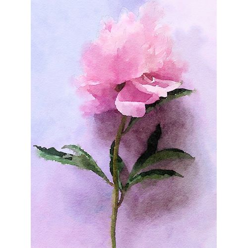 Pink Watercolor Peony III