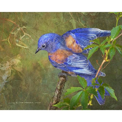 Virginia Creeper Bluebird