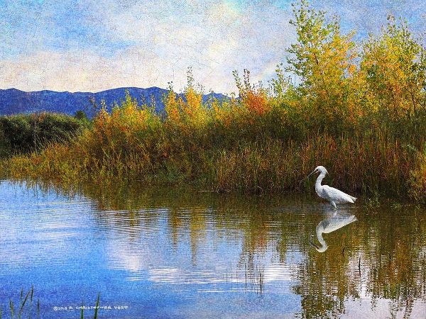 The Marsh Snowy Egret