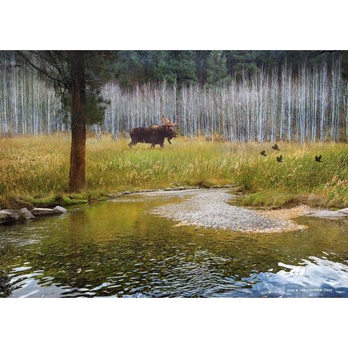 Moose in Forest Aspens