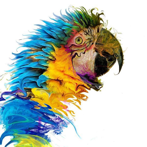 Parrot Paint
