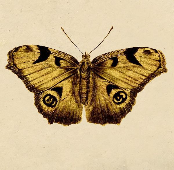 Golden Mariposa