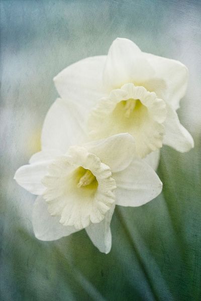 Stalus, Judy 작가의 White Daffodils 작품