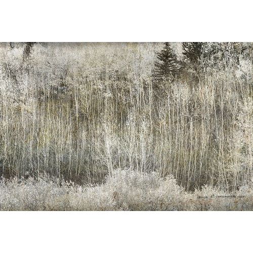 Vest, Christopher 작가의 Aspen Willow leaves Abstract 작품