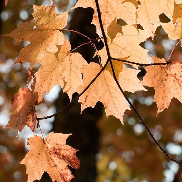 Stalus, Judy 아티스트의 Autumn Leaves작품입니다.