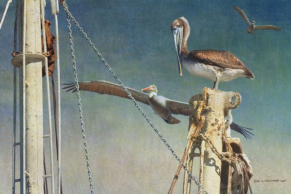 Vest, Christopher 아티스트의 Shrimp Boat Pelicans작품입니다.