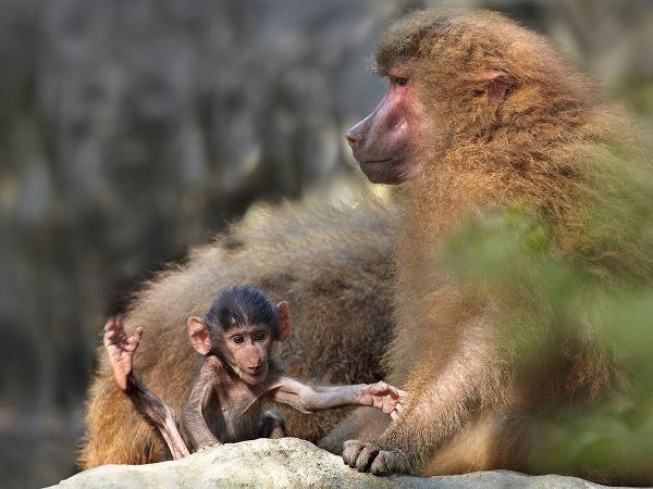 Hamadryas baboon with baby