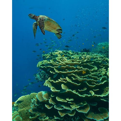 Green sea turtle-butterfly fish and shelf coral-Ningaloo Reef-Australia