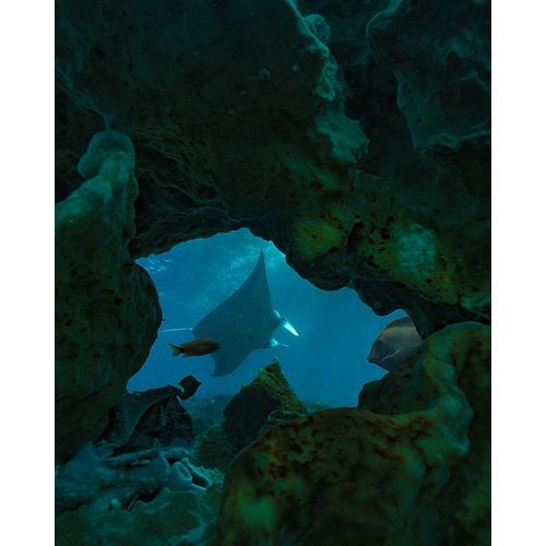 Reef manta ray-Penida Island-Indonesia