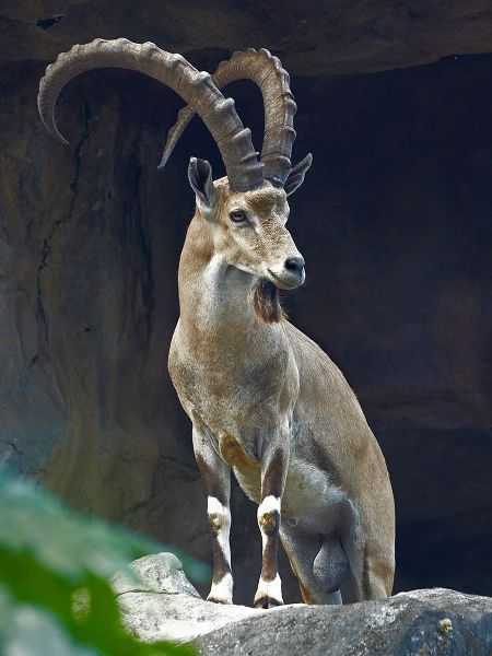 Nubian Ibex Male