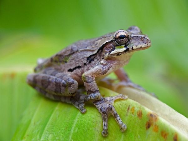 Baudins smilisca tree frog
