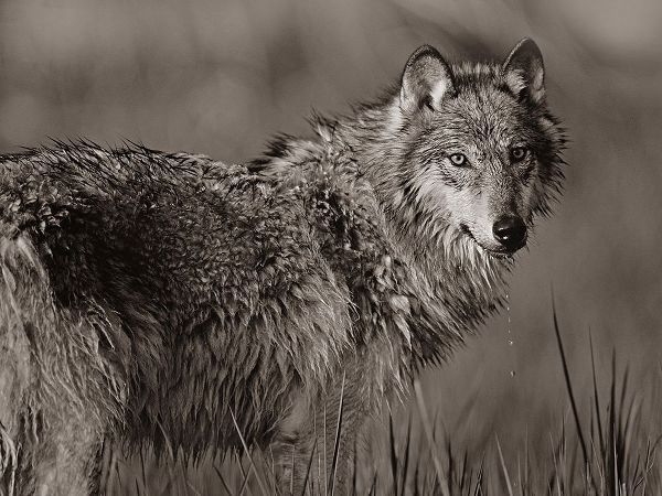 Gray wolf in marsh Sepia
