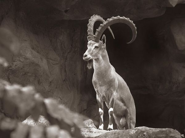 Nubian Ibex Sepia