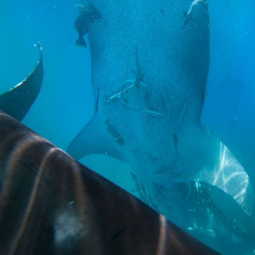 Whale shark at Oslob Whale Shark Sanctuary-Cebu-Philippines