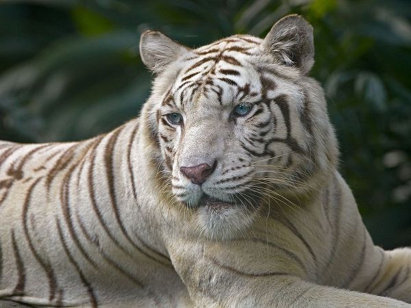 Bengal Tiger White Subspecies