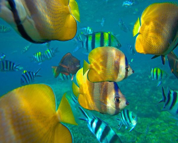 Blacklip Butterflyfish-Parrotfish-Sergeant Major Fish-Negros Oriental-Philippines