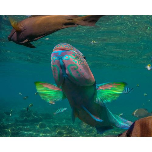 Parrot fish-Negros Oriental-Philippines