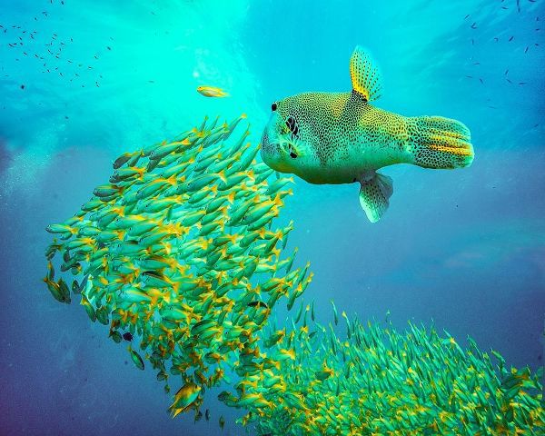Puffer fish and yellow snapper-Miniloc Island-Palawan-Philippines
