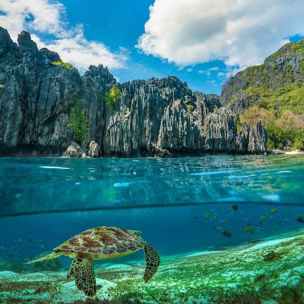Green sea turtle and sharst cliffs near Secret Lagoon-Palawan-Philippines