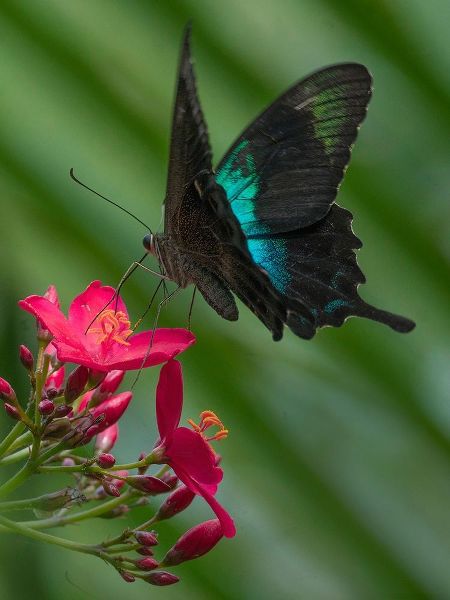 Papilio pranthus butterfly-Indonesia